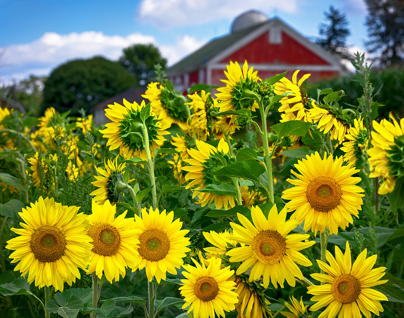 Gorgeous sunflowers blooming in front of a barn in Berlin, PA.