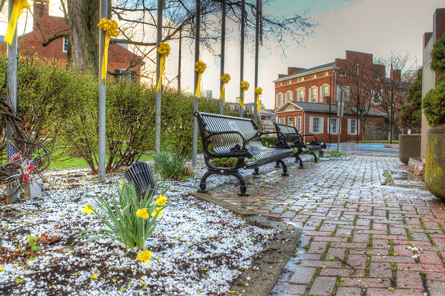 Daffodils bloom in springtime along a sidewalk in Bedford, PA.